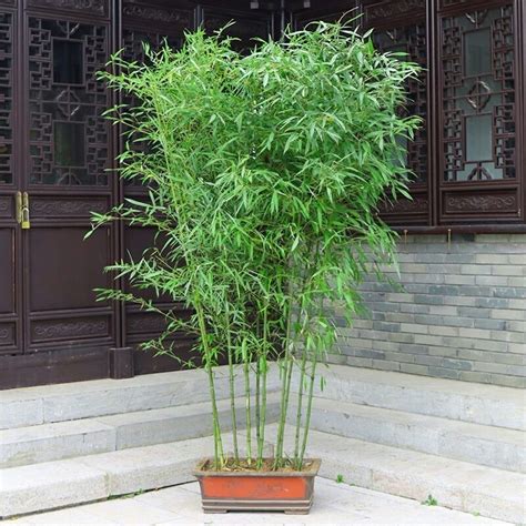家里可以种竹子吗